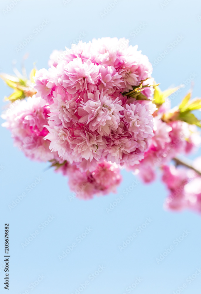 Beautiful Cherry Blossom flowers blooming in the summer sunshine against a blue sky in a traditional English garden