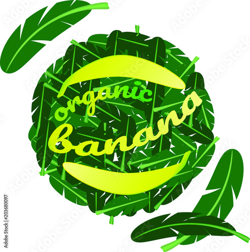Round pattern of leaves of palm tree and bananas  text - organic banana.Circle can be used for design of market  logo  packaging  flyer.