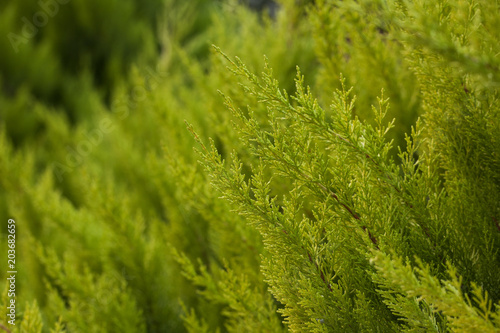 Branches of juniper. Background of coniferous branches. Beautiful bokeh. Blurred background.