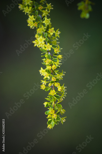 Wild flower in Patagonia, Argentina © foto4440