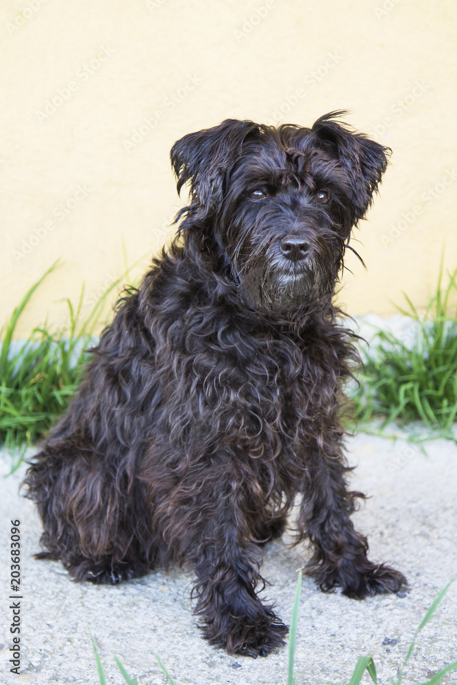 black schnauzer dog on the street with wall background black schnauzer dog on the street with wall background