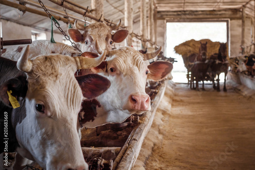 cows are distracted from food and look into the lens