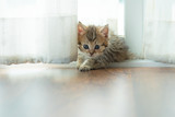Cute persian kitten