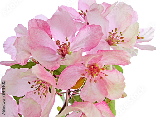 Apple tree blossom.   Beautiful bright pink spring flowers isolated on white background. 
