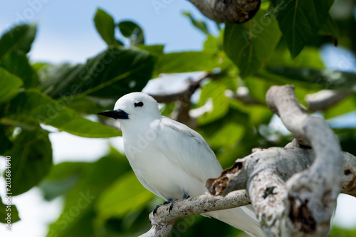 White Tern from Coco Island bird sanctuary , Rodrigues