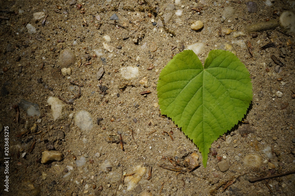 Ein Herz für die Natur, schatten umgibt grünes Herz Blatt auf dem Weg Ein Herz für die Natur, schatten umgibt grünes Herz Blatt auf dem Weg
