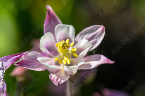 Blüten Nahaufnahme (Makro) 