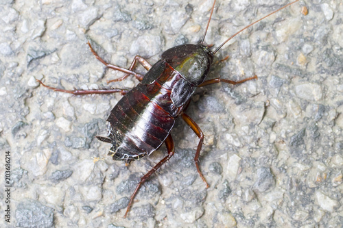 Cockroach on a dirty wall. © fotosr52