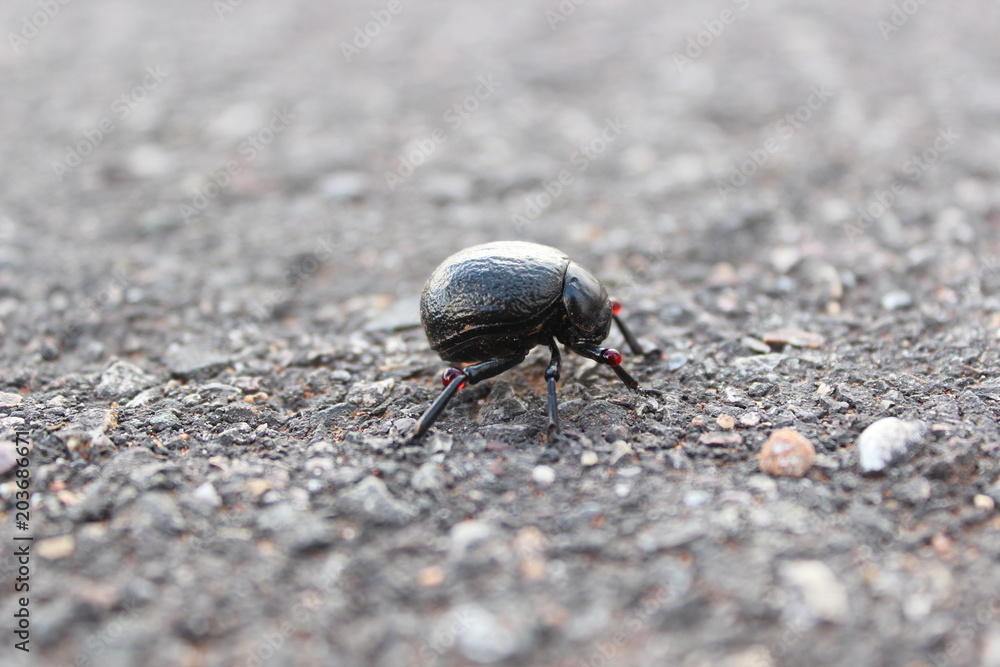 black bug using blood to protect it self black bug using blood to protect it self
