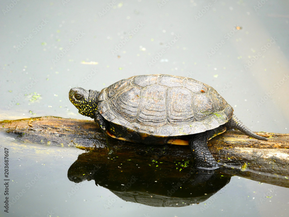 Obraz premium Cistude