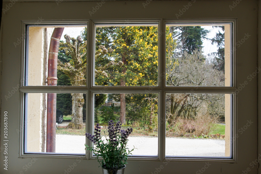 Trees outside the window. Trees outside the window.