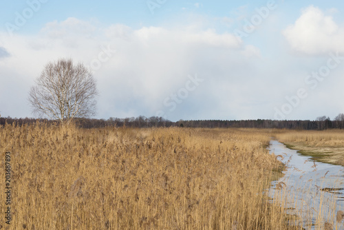 Single birch in winter, river in winter surrounded by trees, dry old grass and snow residue.