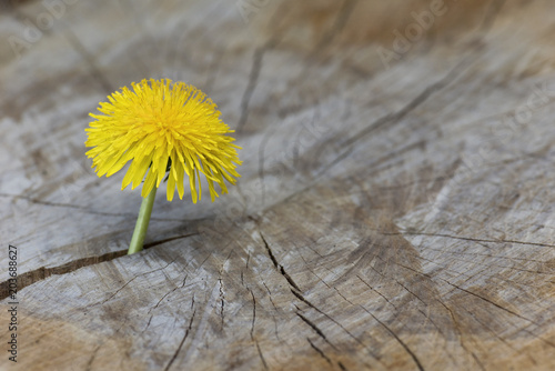 Fototapeta Naklejka Na Ścianę i Meble -  Löwenzahn, Holz, Lebenskraft