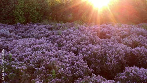 Early dawn low light aerial footage of lilac garden at spring  photo