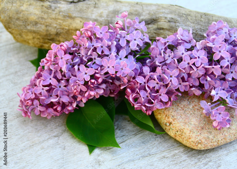 boquet de lilas mauve sur fond bois Stock Photo | Adobe Stock