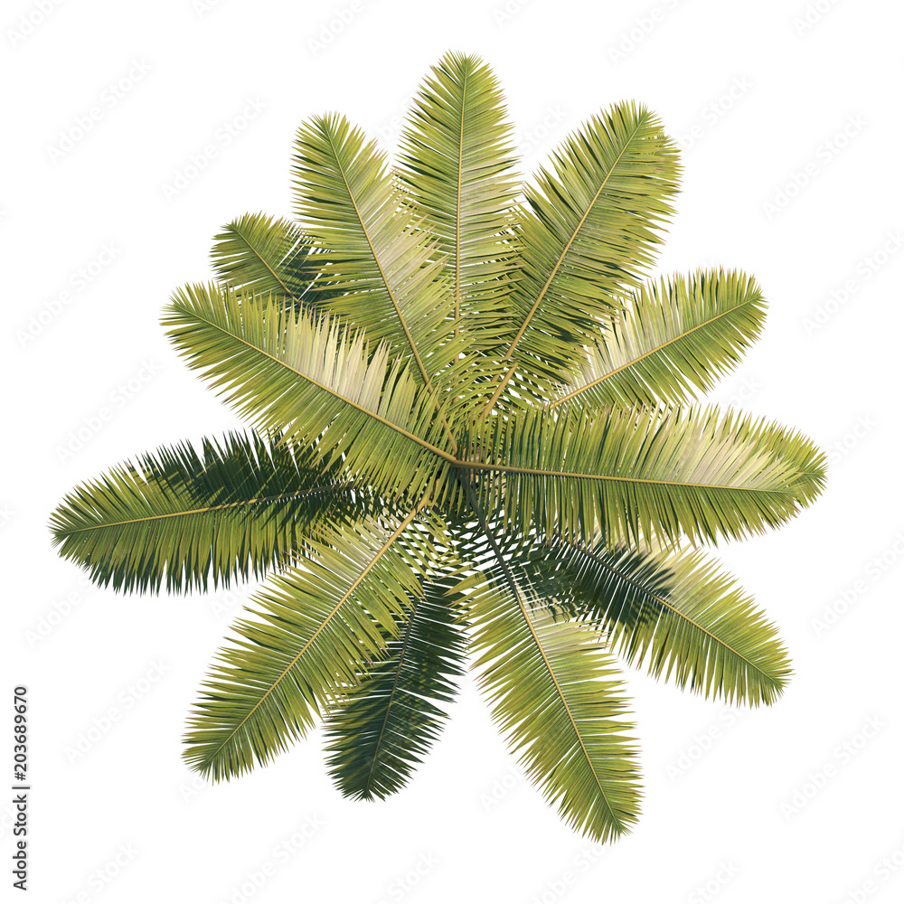 Naklejka premium Palm tree Cocos Nucifera top view path selection
