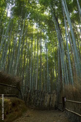 Bamboo forest at Kyoto, Japan