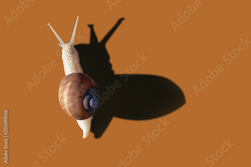 Garden snail isolated on orange background
