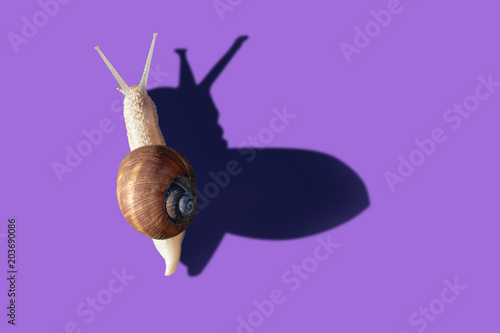 Garden snail isolated on violet background