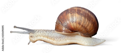 Garden snail isolated on white background
