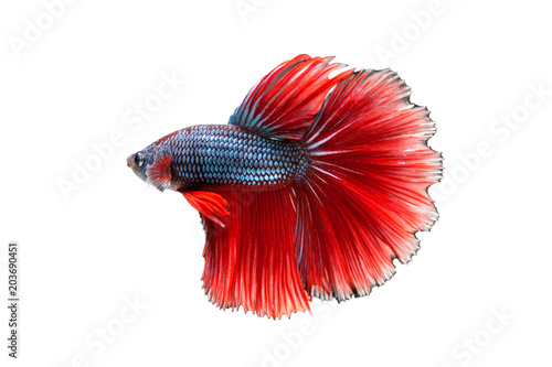 closeup red beautiful small siam betta fish with white isolate background