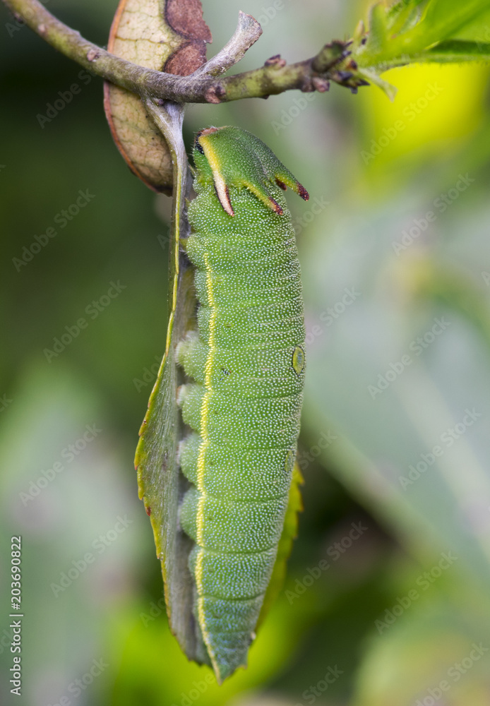 Fototapeta premium Arbutus Unedo caterpillar, Foxy Emperor (Charaxes jasius).