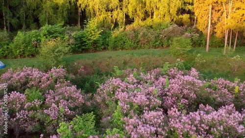 Early dawn low light aerial footage of lilac garden at spring  photo