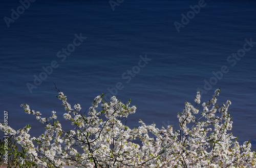 waterside cherry blossoms in the springtime. Water blue background. Spring. photo