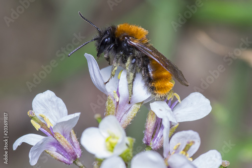 Female Tawny Mining Bee - Andrena fulva