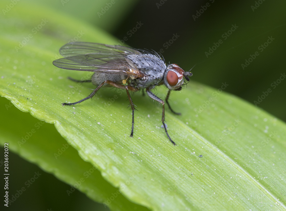 Fly,Coenosia sp Fly,Coenosia sp