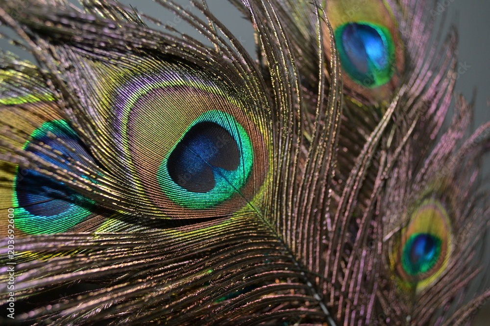 Naklejka premium Peacock