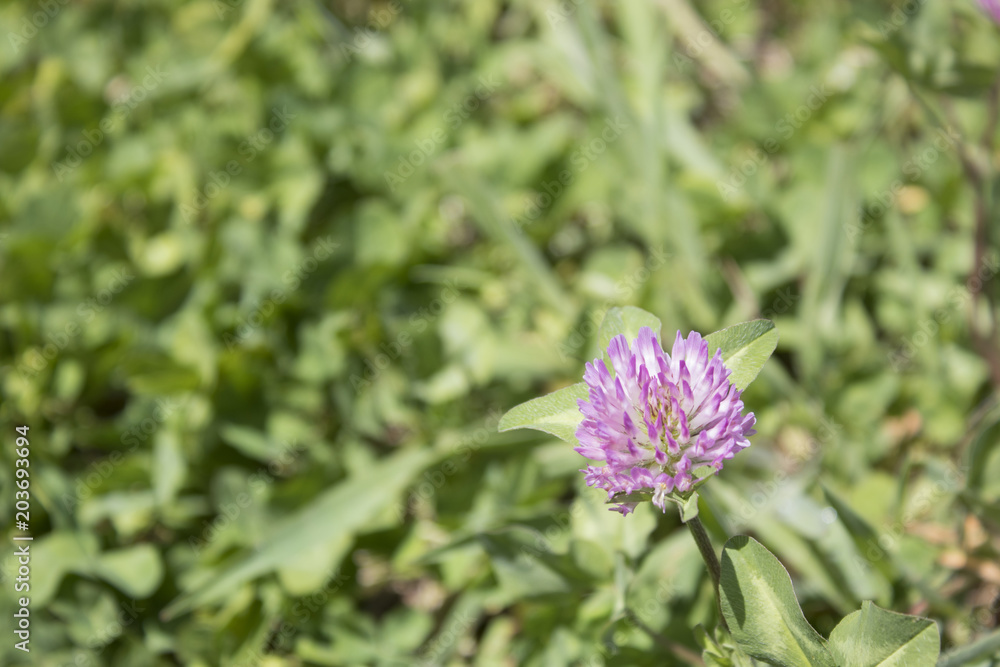 Pink trifolium trefoil in a green grass and leaves Pink trifolium trefoil in a green grass and leaves
