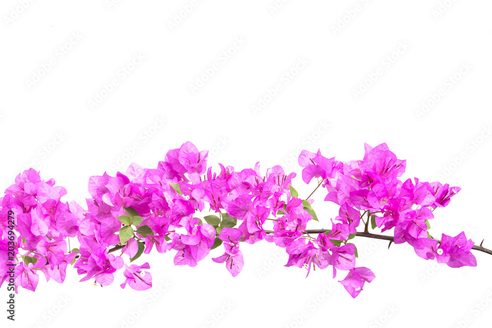 bougainvilleas isolated on white background. Paper flower . bougainvilleas isolated on white background. Paper flower .