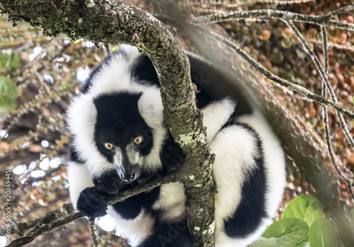 Critically endangered black-and-white ruffed lemur (Varecia variegata), Ranomafana (hot water in Malagasy) National Park, Madagascar