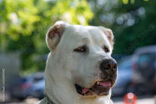 Head shot Central Asian Shepherd Dog. Alabai dog