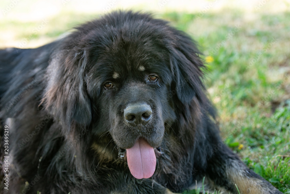 Fototapeta premium Portrait of young beautiful Tibetan Mastiff outdoor