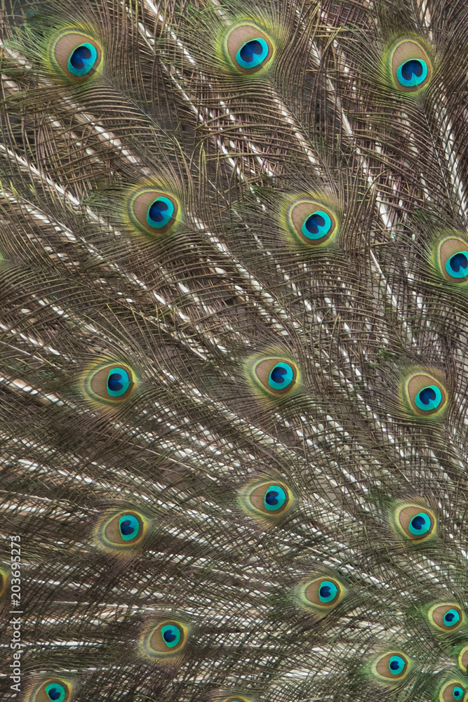 Obraz premium Male peacock showing its plumage to nearby females