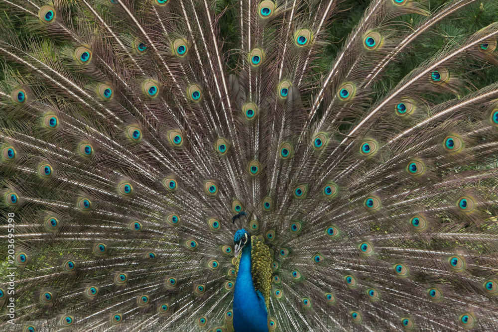 Naklejka premium Male peacock showing its plumage to nearby females