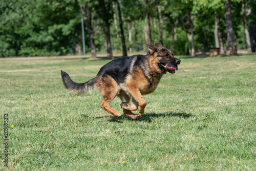 Adult German Shepherd Running Through the Grass © popovj2