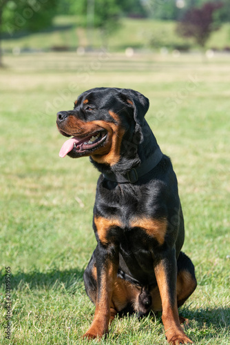 Portrait of young beautiful Rottweiler dog outdoor