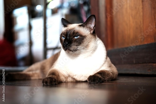 Siamese cat sit on wooden floor at home.Thai cat lies on wooden floor.