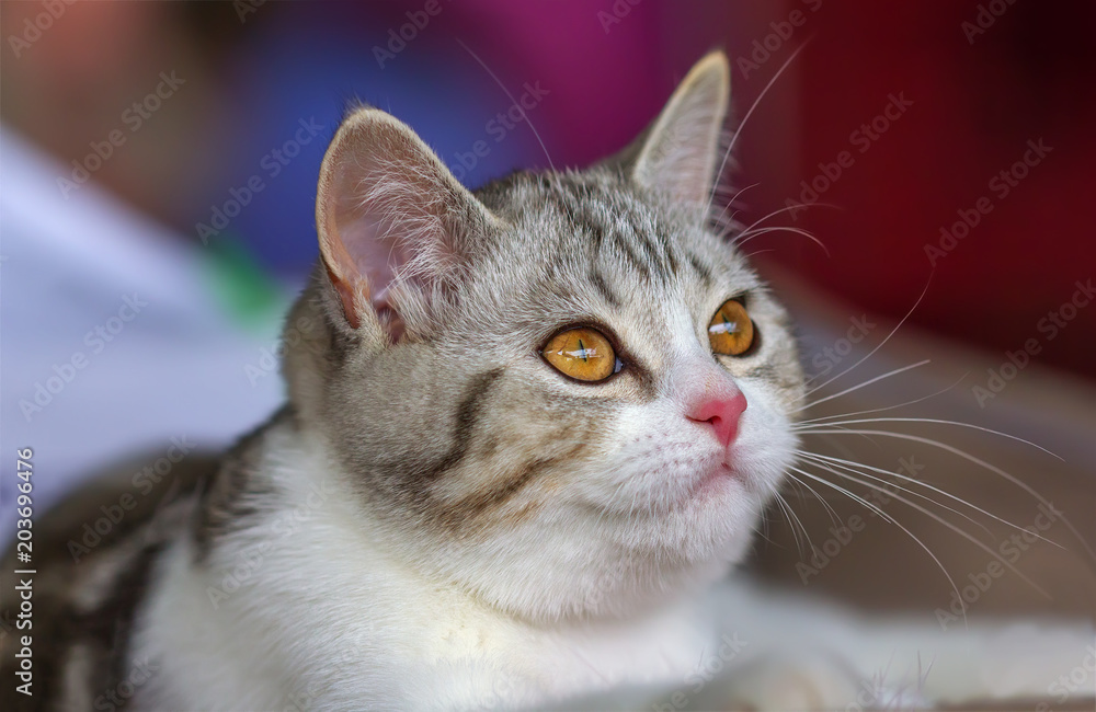 British kitten black silvery marble tabby bicolor. British kitten black silvery marble tabby bicolor.