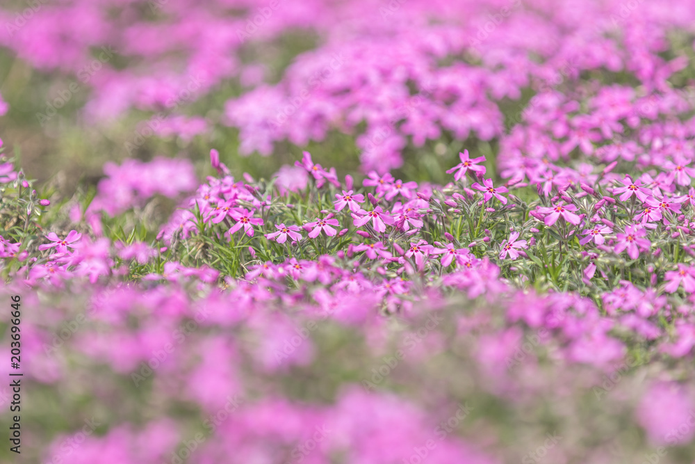 Pink Phlox on the Spring Sunny Lawn. Beautiful Nature Flowers Holiday background.