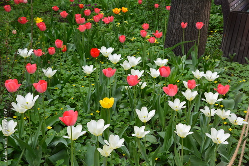 flowers flora tulips hyacinths Bud petal bright red yellow orange lilac green crimson pink white blue garden vegetabl garden flower bed color plantation stamen pistil bloom