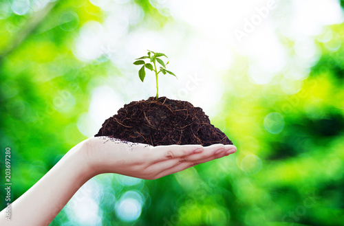 Sapling on pile on hand n1 photo