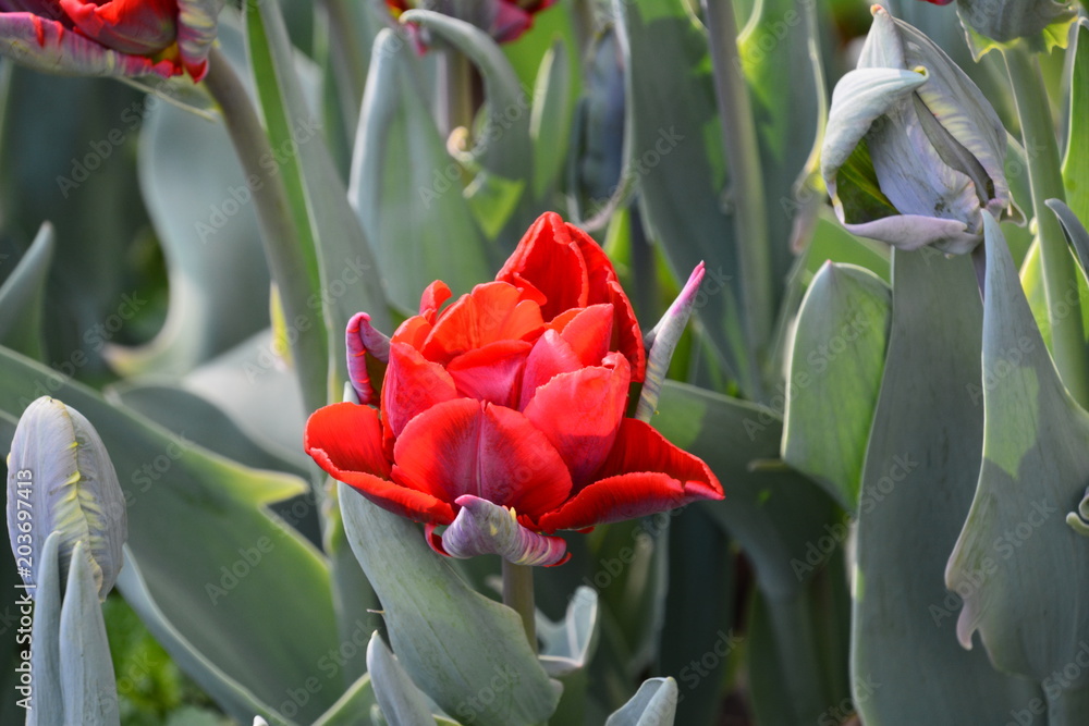 flowers flora tulips hyacinths Bud petal bright red yellow orange lilac green crimson pink white blue garden vegetabl garden flower bed color plantation stamen pistil bloom flowers flora tulips hyacinths Bud petal bright red yellow orange lilac green crimson pink white blue garden vegetabl garden flower bed color plantation stamen pistil bloom