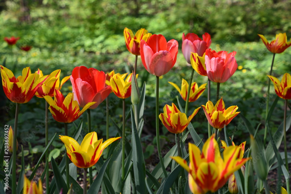 flowers flora tulips hyacinths Bud petal bright red yellow orange lilac green crimson pink white blue garden vegetabl garden flower bed color plantation stamen pistil bloom flowers flora tulips hyacinths Bud petal bright red yellow orange lilac green crimson pink white blue garden vegetabl garden flower bed color plantation stamen pistil bloom