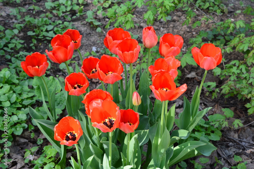 flowers flora tulips hyacinths Bud petal bright red yellow orange lilac green crimson pink white blue garden vegetabl garden flower bed color plantation stamen pistil bloom flowers flora tulips hyacinths Bud petal bright red yellow orange lilac green crimson pink white blue garden vegetabl garden flower bed color plantation stamen pistil bloom