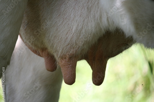 Fotografía frische Milch von glücklichen Kühen