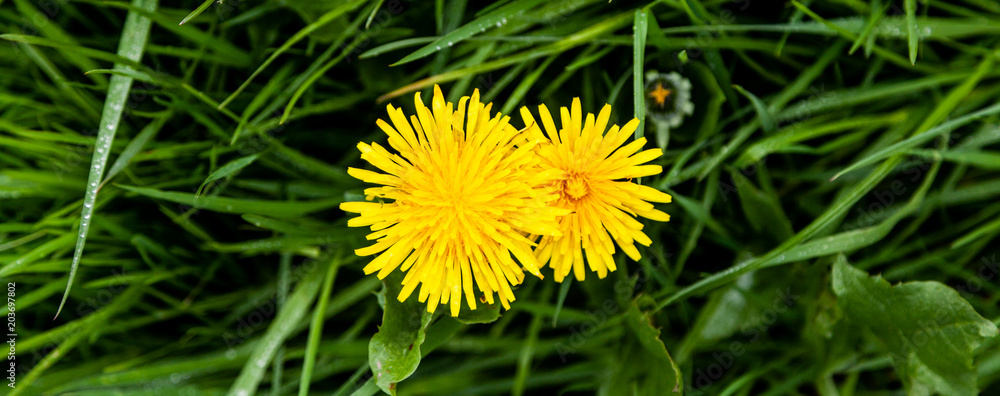 Zwei Löwenzahnblüten im hohen Gras StockFoto Adobe Stock